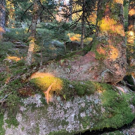 Gite " Oree Des Bois" Vertolaye Kültér fotó