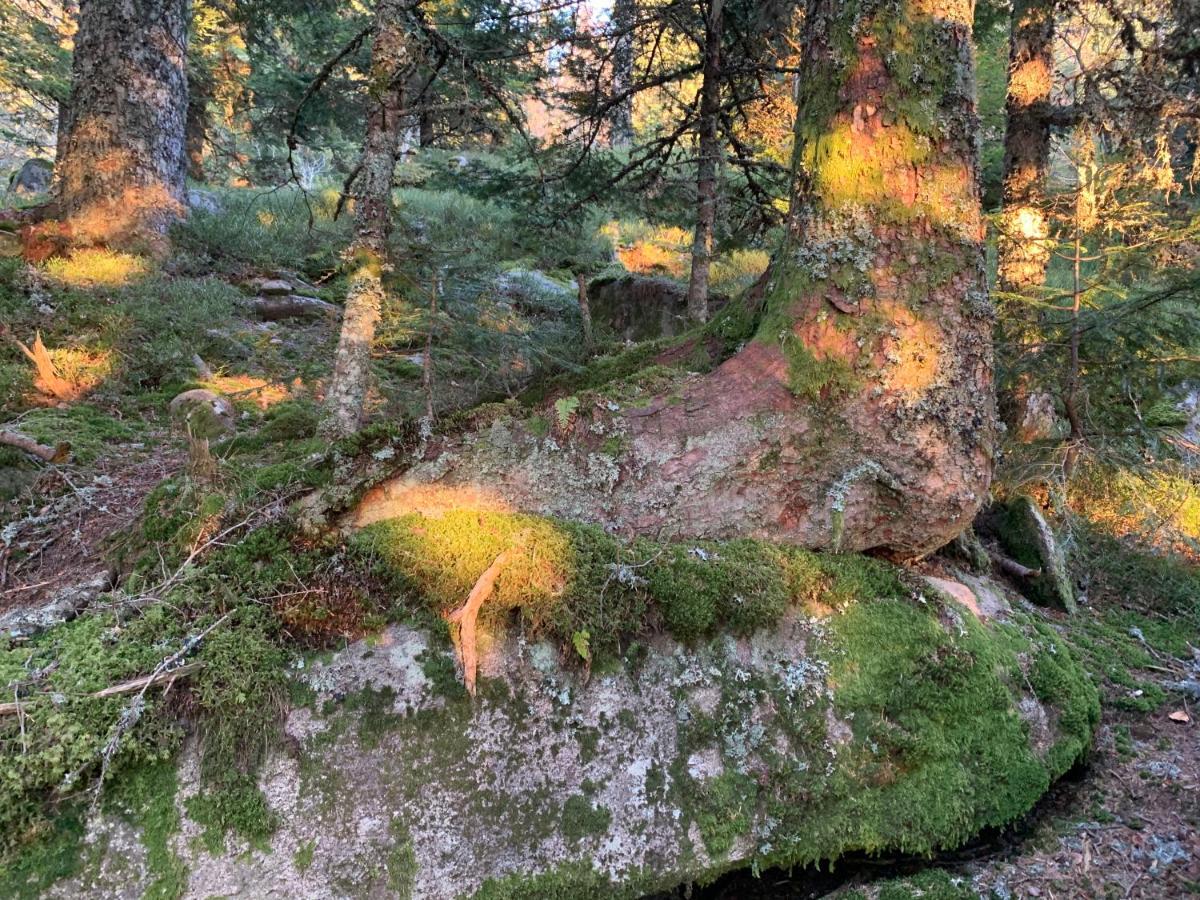 Gite " Oree Des Bois" Vertolaye Kültér fotó