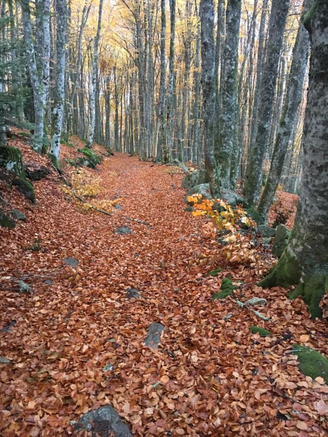 Gite " Oree Des Bois" Vertolaye Kültér fotó