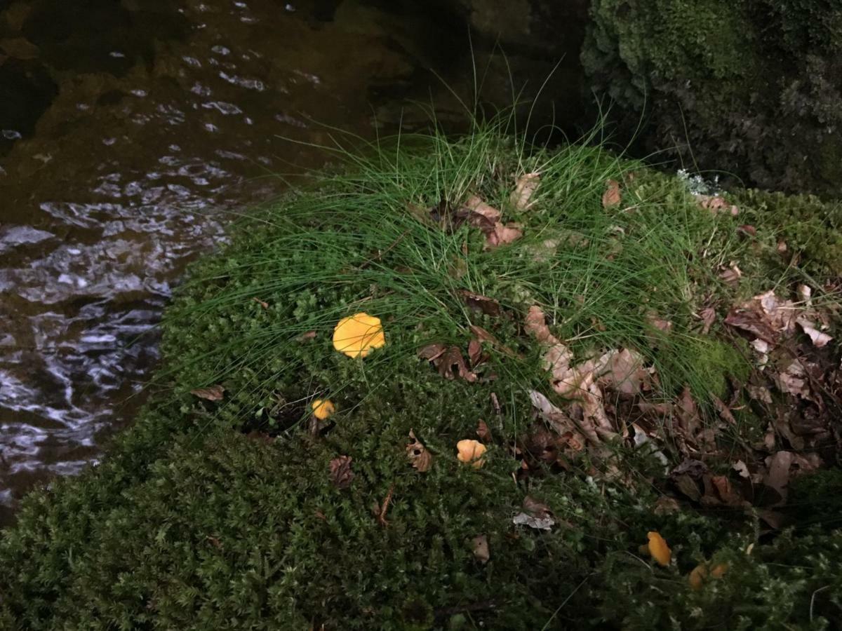 Gite " Oree Des Bois" Vertolaye Kültér fotó